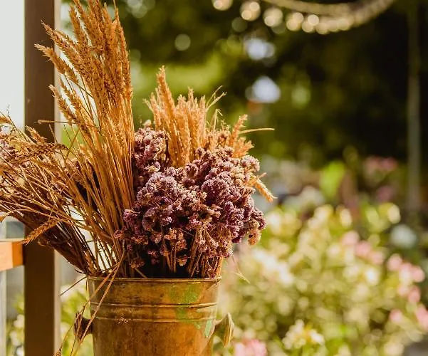 Carmen 3* אפורי נורד